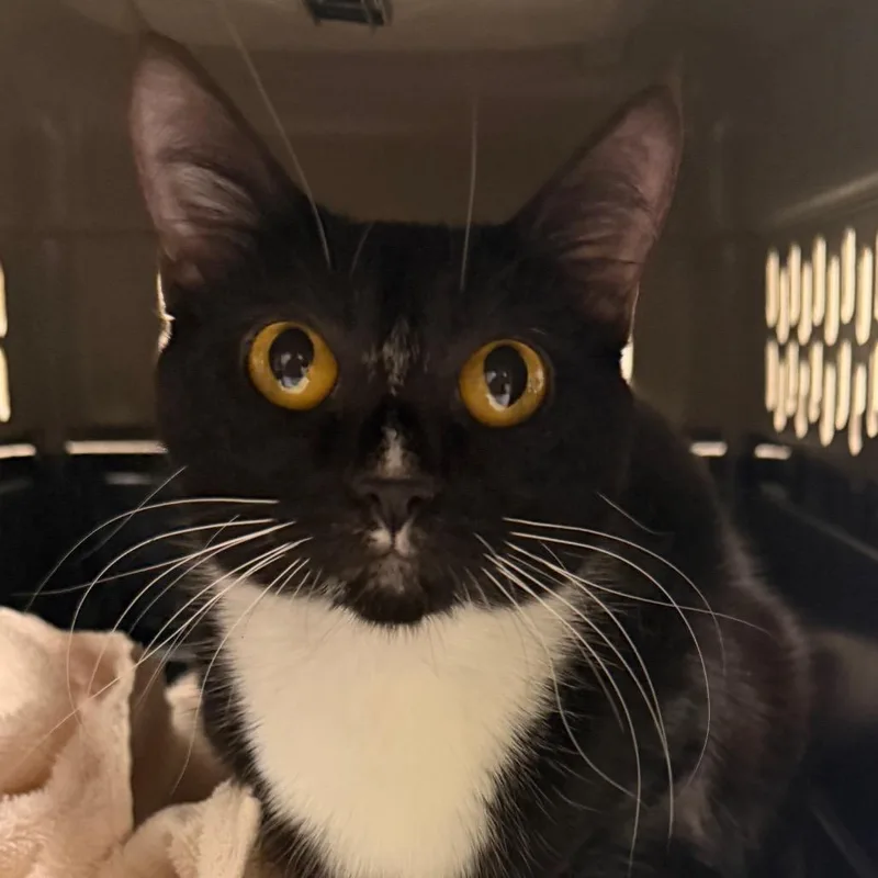 An adult medium-sized female Black American Shorthair cat named China for adoption in Reno, NV
