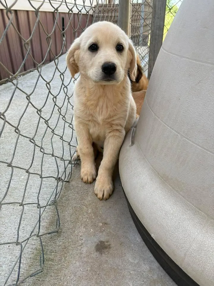 A baby small-sized female Mixed Breed dog named Snowflake for adoption in Lavonia, GA