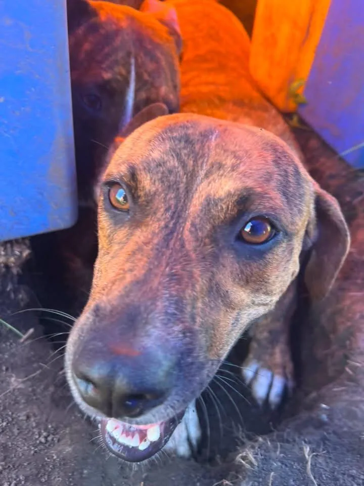 An adult medium-sized female Mixed Breed dog named LuLu for adoption in Davenport, IA
