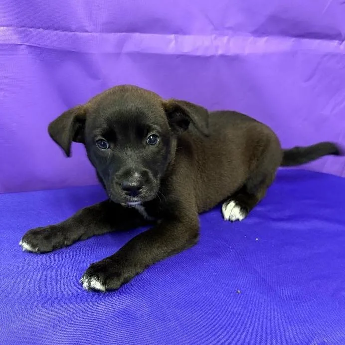 A baby medium-sized female Black Labrador Retriever dog named Blueberry for adoption in North Myrtle Beach, SC