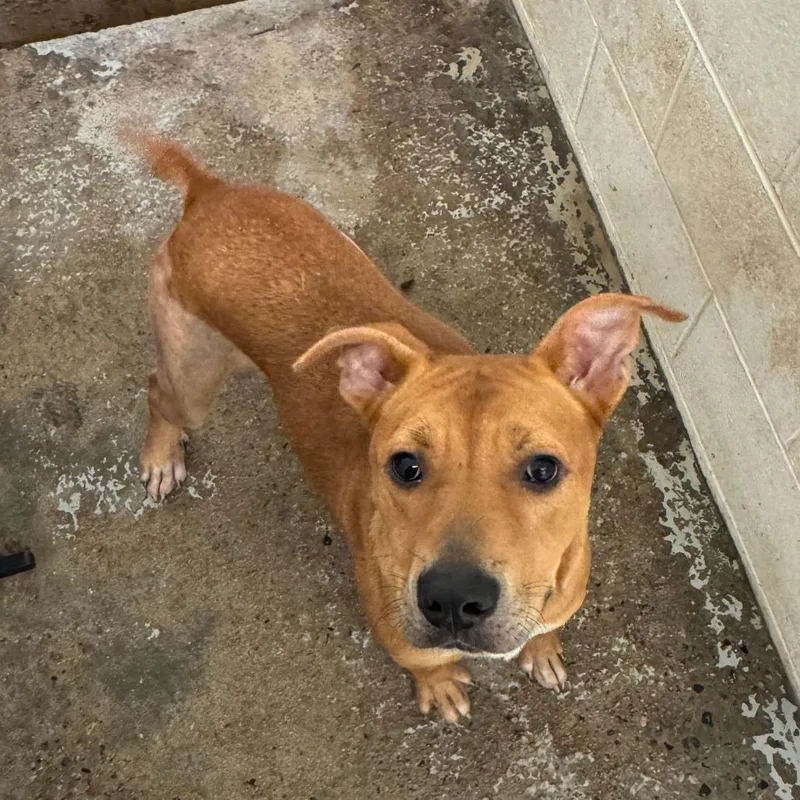 An adult medium-sized male Yellow / Tan / Blond / Fawn Yellow Labrador Retriever dog named Major for adoption in Dillon, SC