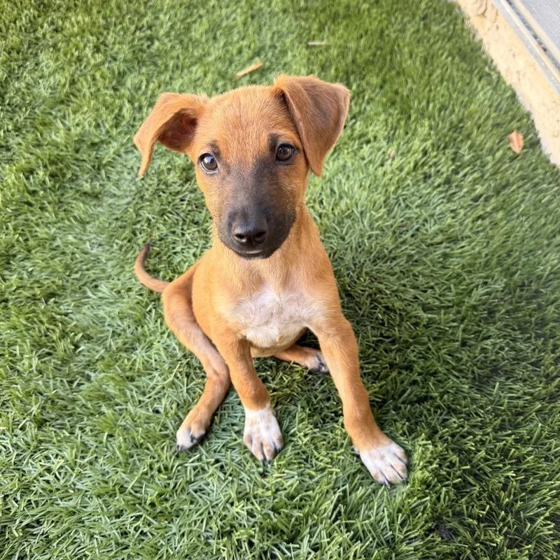 A baby medium-sized female Shepherd dog named Moo for adoption in Escondido, CA