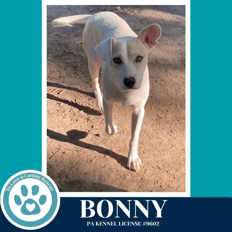 An adult medium-sized female Mixed Breed dog named Bonny for adoption in Kimberton, PA