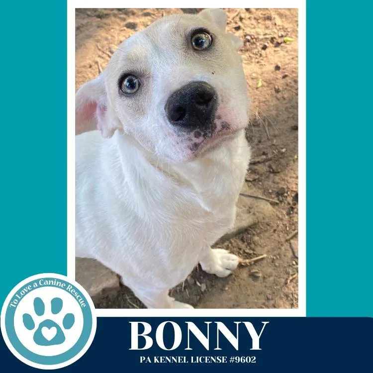 Bonny thumbnail 2