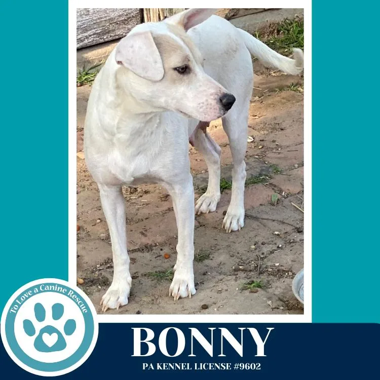 Bonny thumbnail 3