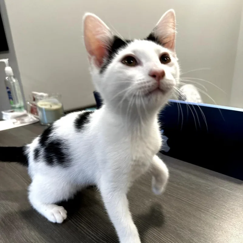 A baby medium-sized female Domestic Short Hair cat named Whisper for adoption in Hattiesburg, MS