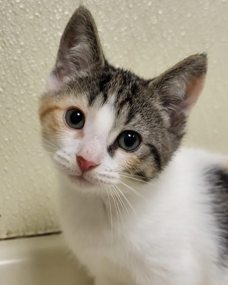 A baby medium-sized female Calico Domestic Short Hair cat named Arya for adoption in Grayslake, IL