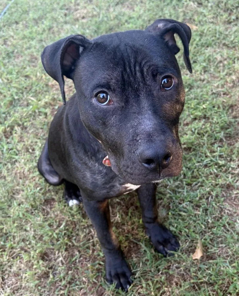 A young medium-sized male Labrador Retriever dog named Potato Chip for adoption in Roswell, GA
