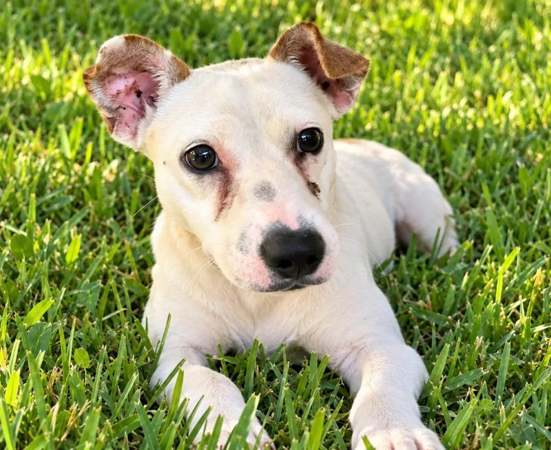 A young small-sized male Terrier dog named Milo for adoption in St. Augustine, FL