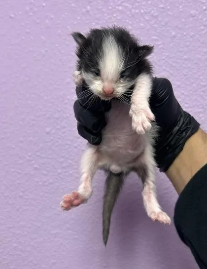 A baby large-sized male Black Domestic Short Hair cat named 61397732 for adoption in El Paso, TX