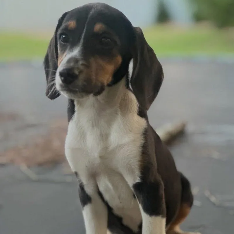 A baby small-sized male White / Cream Beagle dog named Billy for adoption in Baton Rouge, LA