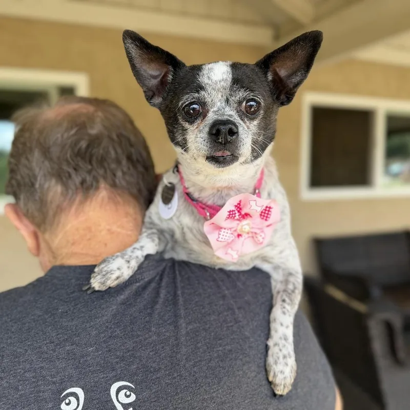 A senior small-sized female Black Chihuahua dog named Bandit for adoption in Ramona, CA