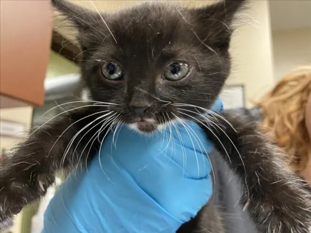 A baby small-sized male Domestic Short Hair cat named Mcjagger for adoption in Chapel Hill, NC
