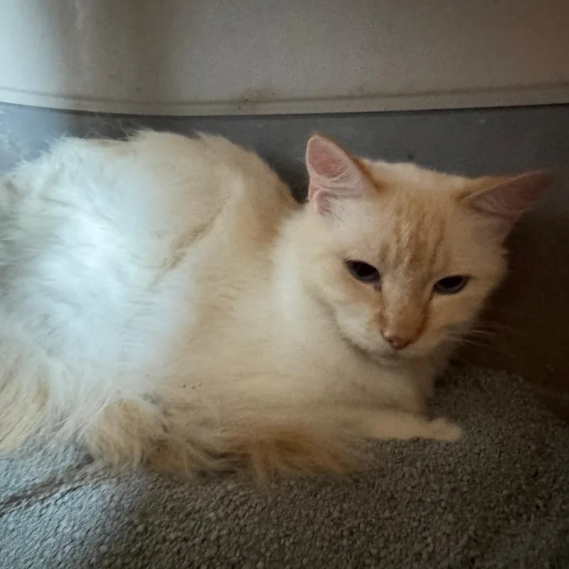 A senior medium-sized male White Domestic Long Hair cat named Gyro for adoption in Fredericksburg, TX
