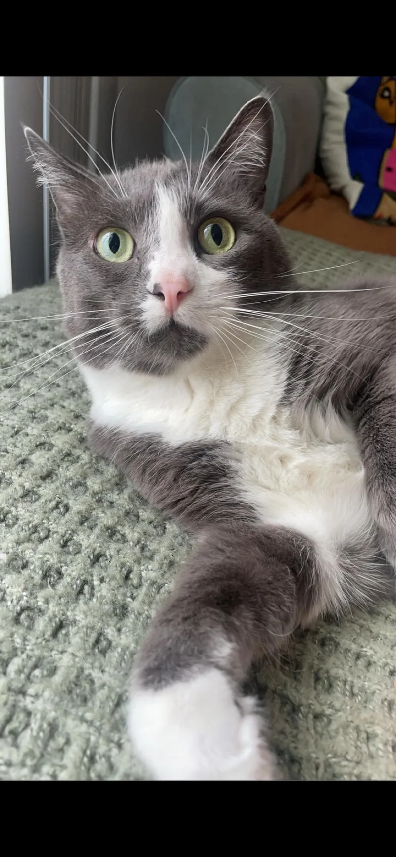 Chin Chin thumbnail 2