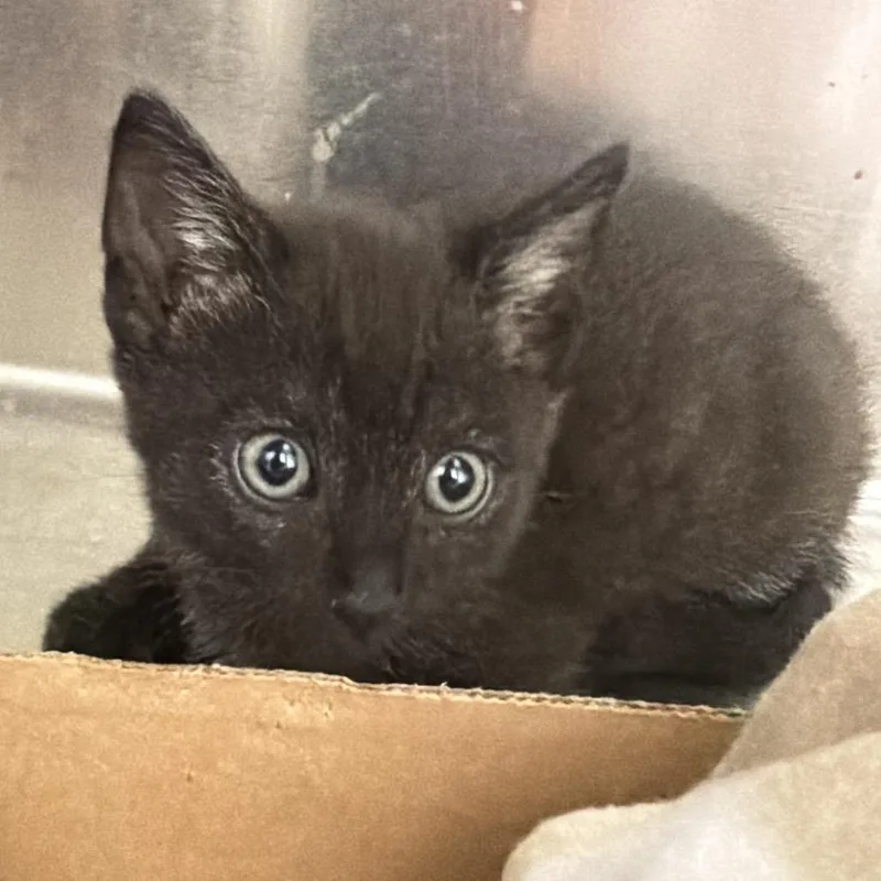 A baby small-sized male Black Domestic Short Hair cat named Northern Lights for adoption in Westminster, CA