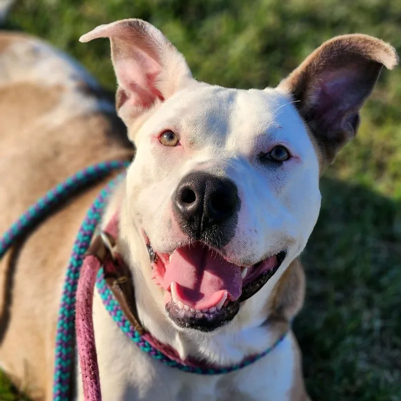 Shortbread Crumble thumbnail 2