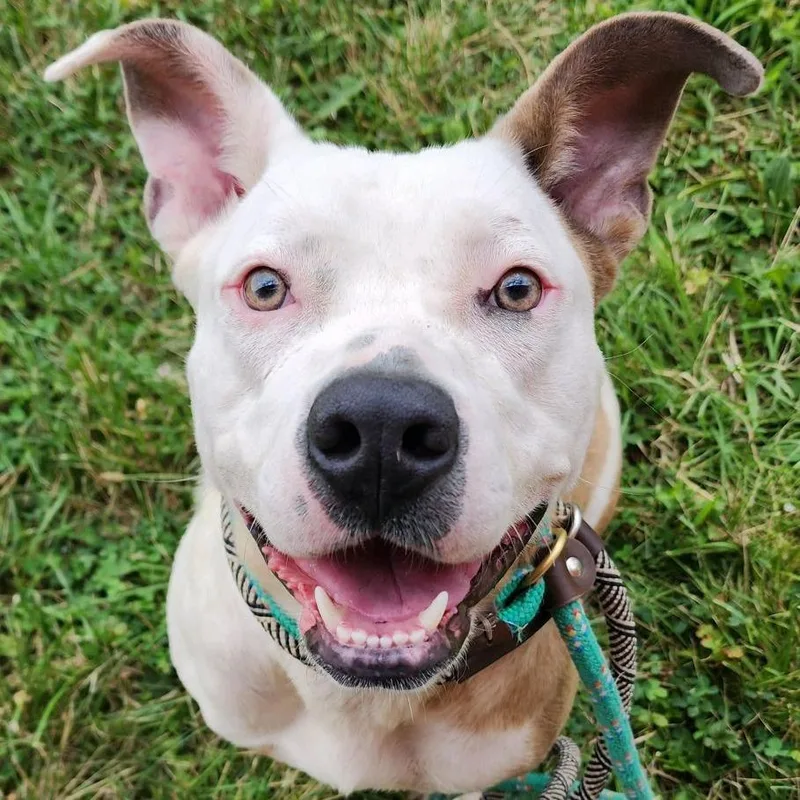 Shortbread Crumble thumbnail 4