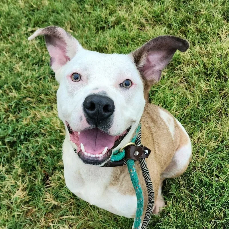 Shortbread Crumble thumbnail 5