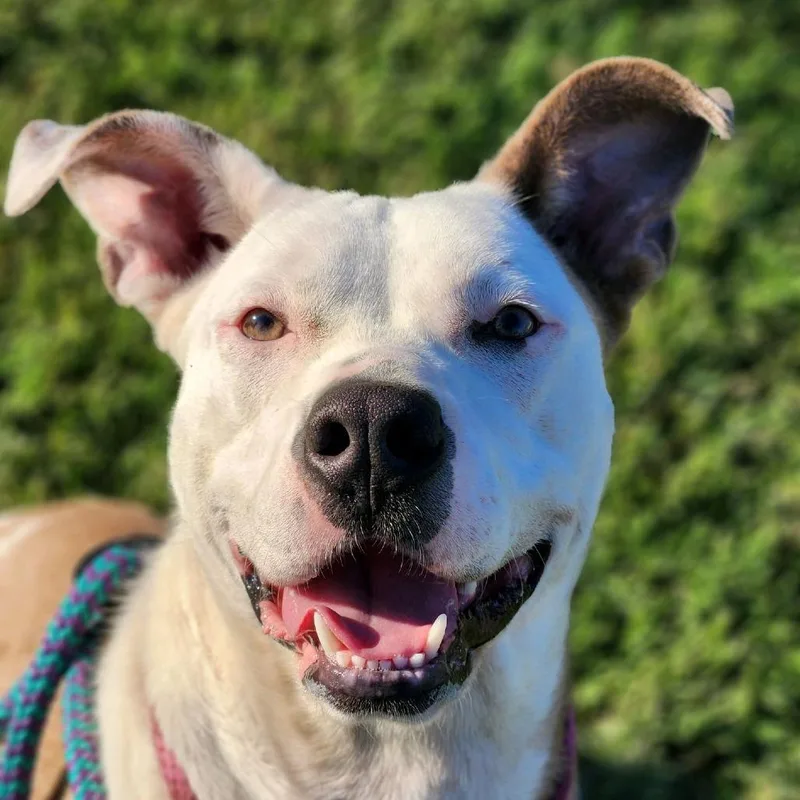 Shortbread Crumble thumbnail 6