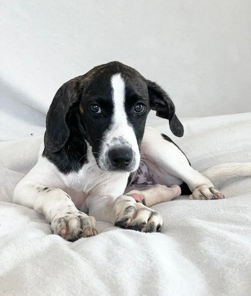 Darling Thora thumbnail 2