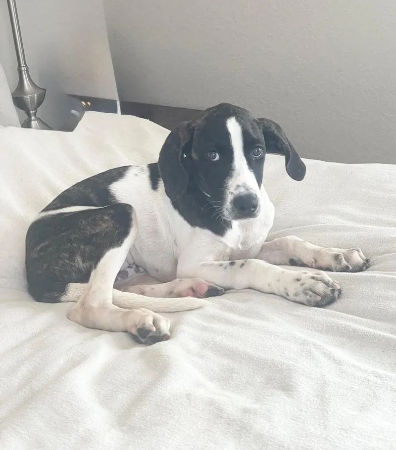 Darling Thora thumbnail 3