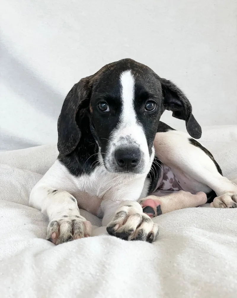 Darling Thora thumbnail 4