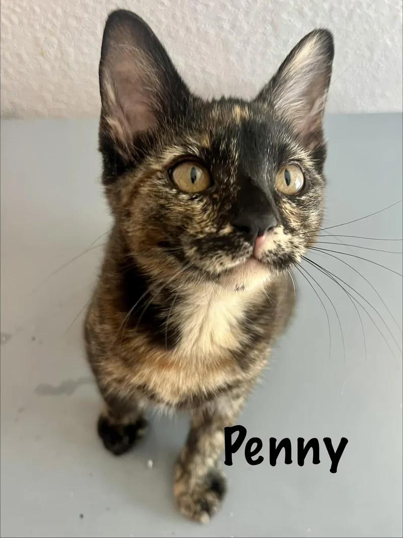 Penelope