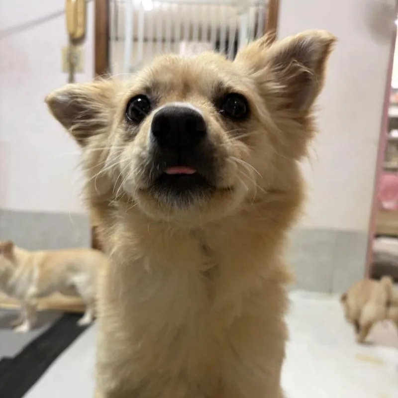 An adult small-sized female Apricot / Beige Jindo dog named Rora for adoption in Northbrook, IL
