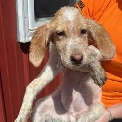 A baby small-sized male White / Cream Mixed Breed dog named Spot for adoption in Shinnston, WV