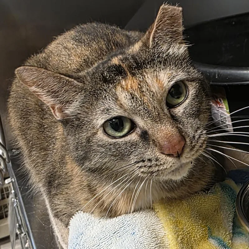 An adult medium-sized female Torbie Domestic Short Hair cat named Pumpkaboo for adoption in Lake Panasoffkee, FL