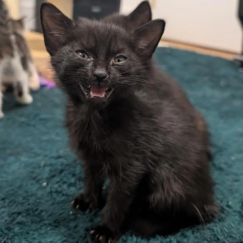 A baby small-sized male Black Domestic Short Hair cat named Blueberry for adoption in Middle Village, NY