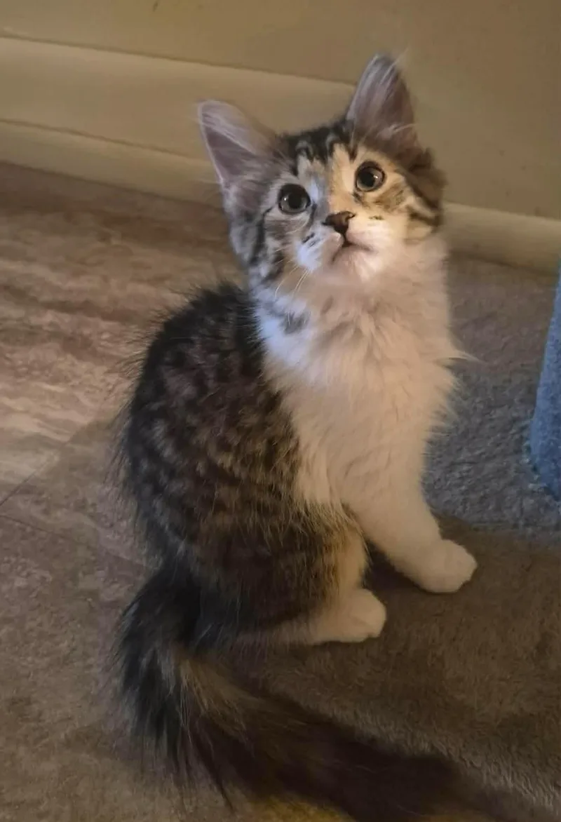 A baby medium-sized male Tabby (Brown / Chocolate) Tabby cat named Elijah for adoption in Greensburg, PA