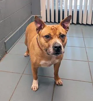 An adult medium-sized female Yellow / Tan / Blond / Fawn Mixed Breed dog named Nala for adoption in Nashville, TN