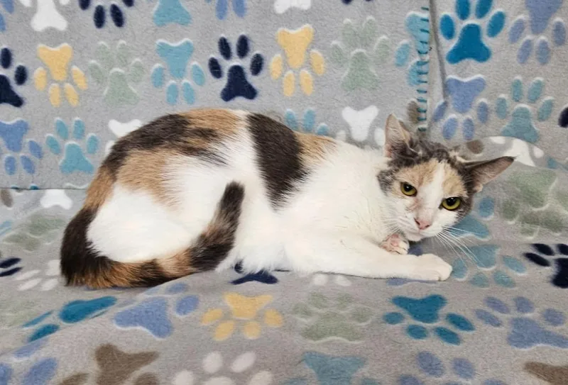 A young medium-sized female Domestic Short Hair cat named Radish for adoption in Wabash, IN