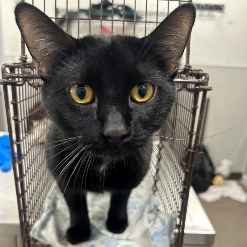 An adult large-sized male Domestic Short Hair cat named Toba for adoption in Las Cruces, NM