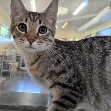 A baby large-sized male Brown / Chocolate Domestic Short Hair cat named Tiago for adoption in Fernandina Beach, FL