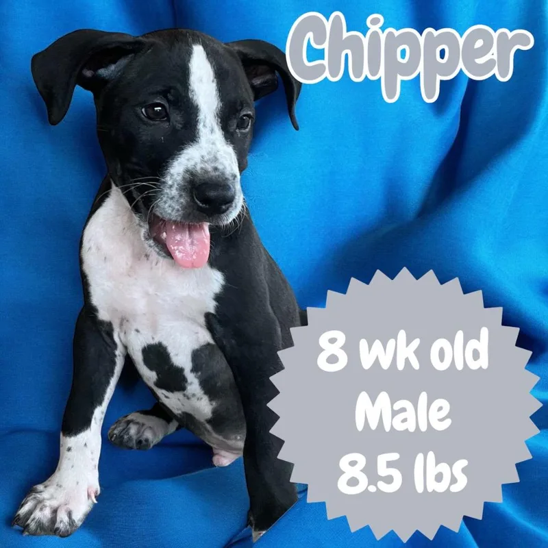A young medium-sized male Pointer dog named Chipper for adoption in Sorrento, LA