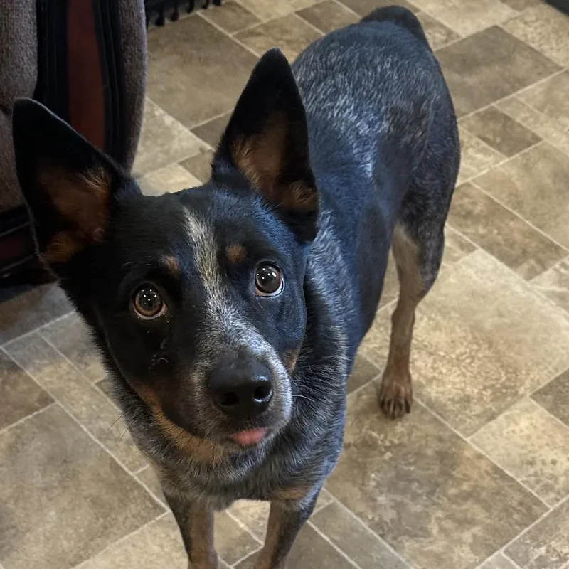 An adult medium-sized male Australian Cattle Dog / Blue Heeler dog named Bullet for adoption in Eureka Springs, AR