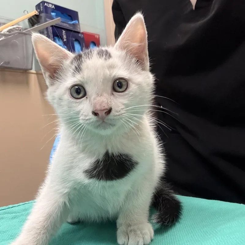 A baby small-sized male White Domestic Short Hair cat named Pattie Gonia for adoption in Tacoma, WA