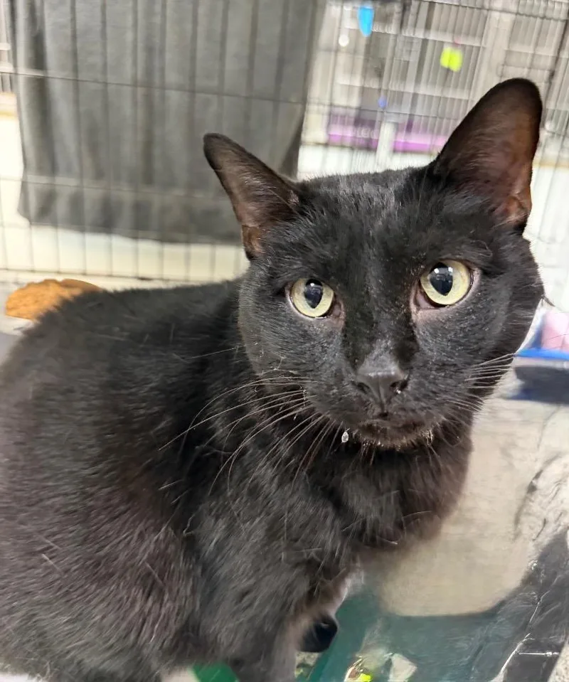 An adult large-sized female Domestic Short Hair cat named Thunder for adoption in Little Rock, AR