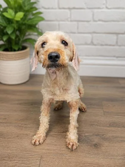 An adult small-sized female Golden Retriever dog named Daphne for adoption in Kinzers , PA