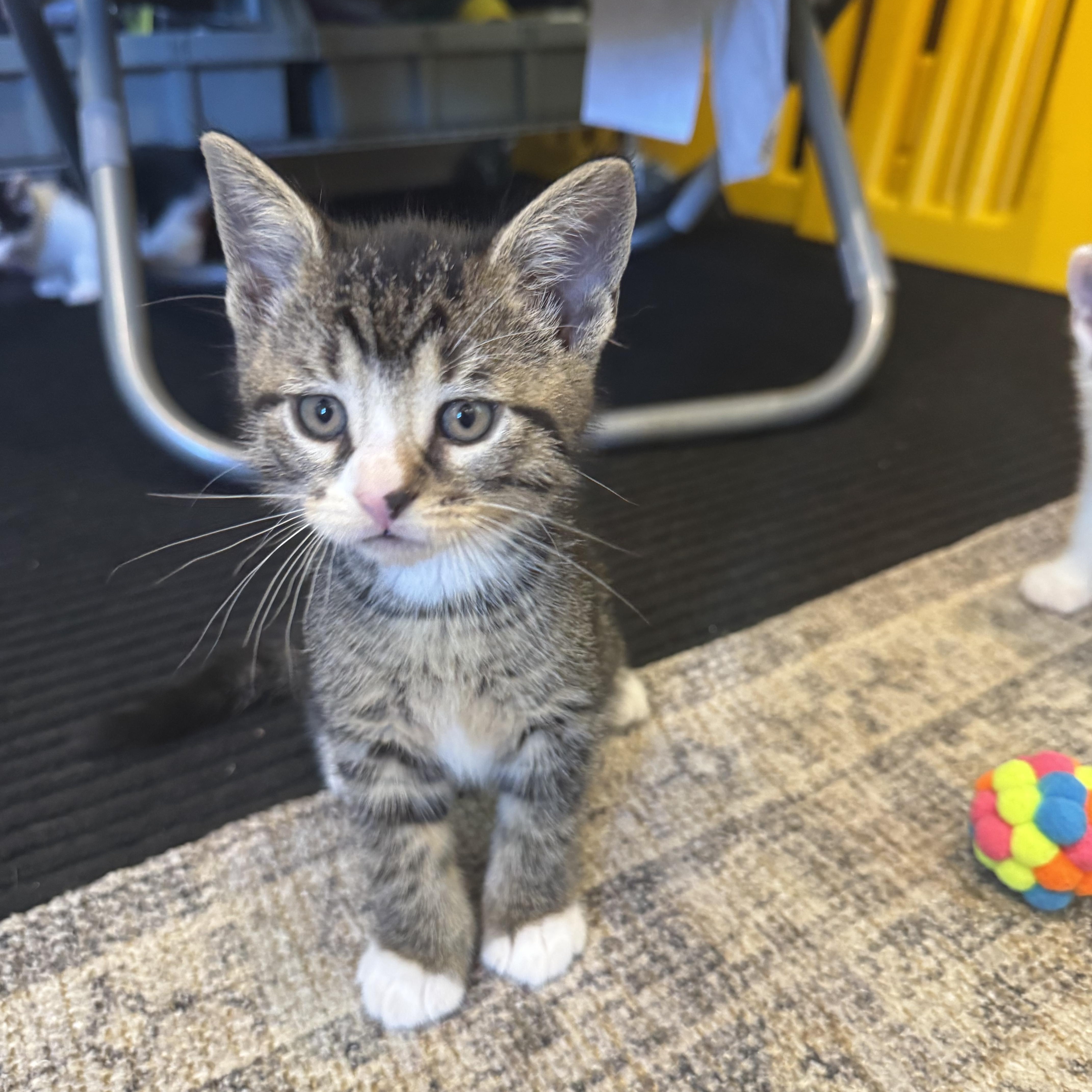 A baby small-sized male Tabby (Gray / Blue / Silver) Domestic Short Hair cat named Bryson for adoption in Syosset, NY