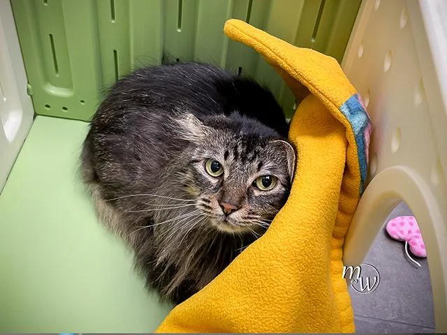 An adult medium-sized female Domestic Medium Hair cat named Precious for adoption in Omaha, NE