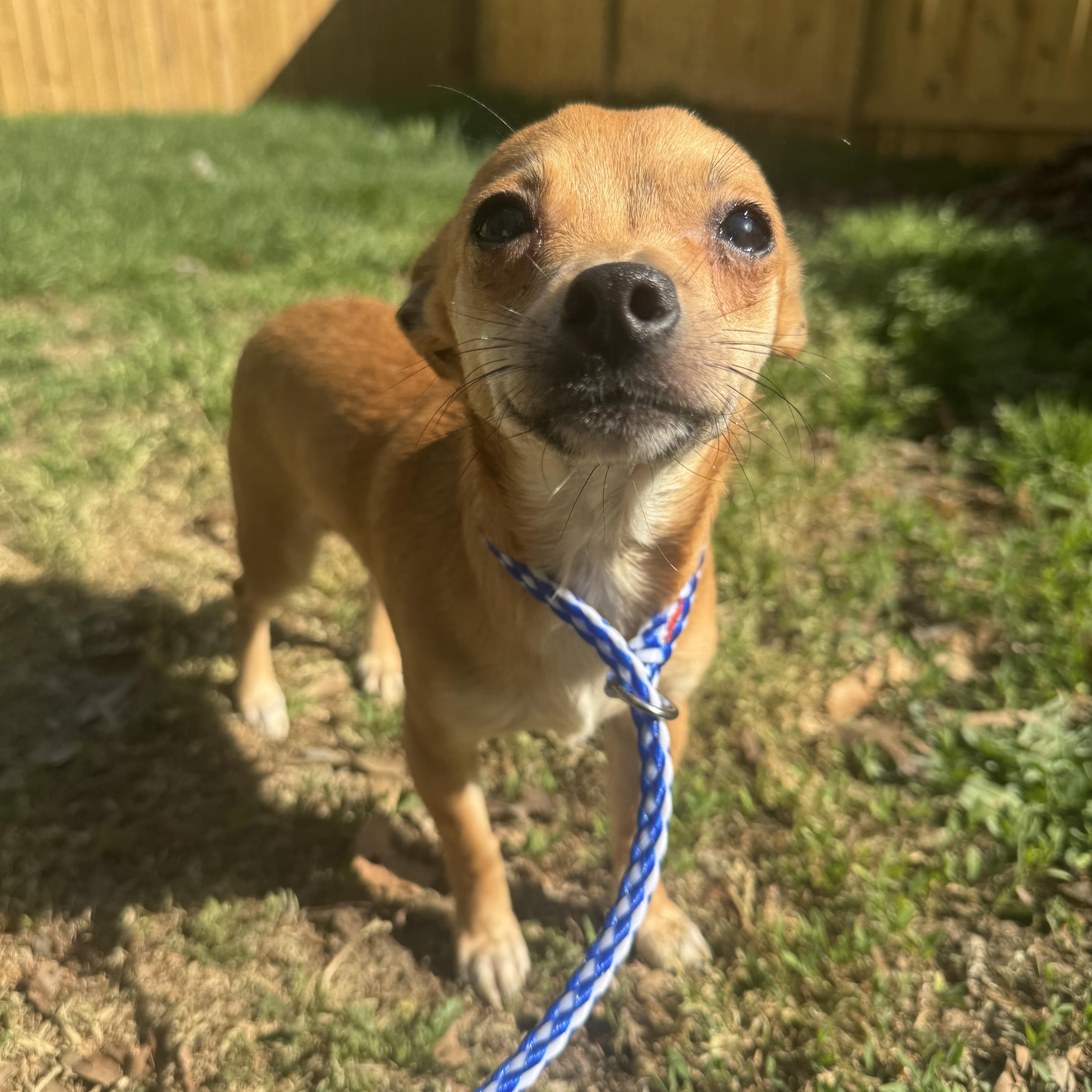A baby small-sized male Golden Chihuahua dog named Peep for adoption in Fredericksburg, VA