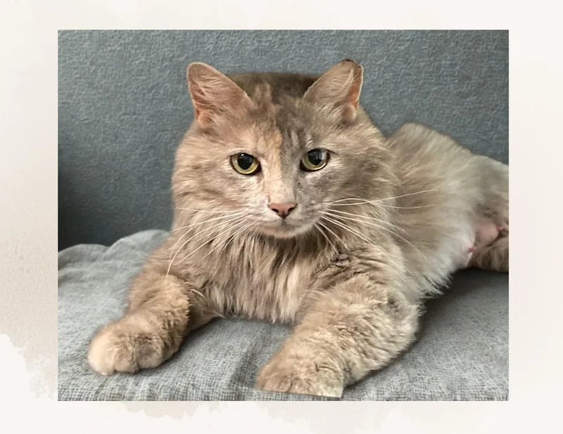 An adult medium-sized female Dilute Tortoiseshell Domestic Long Hair cat named Maia for adoption in Charlotte, NC