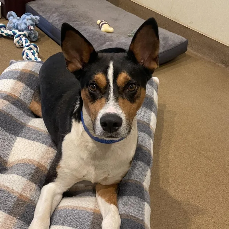 A young medium-sized male Black Mixed Breed dog named Pork for adoption in Chattanooga, TN