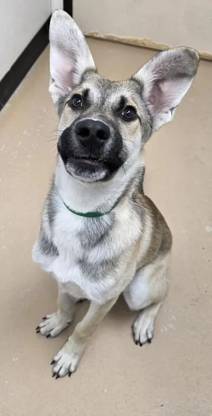 An adult large-sized male German Shepherd Dog dog named Neo for adoption in Phoenix, AZ
