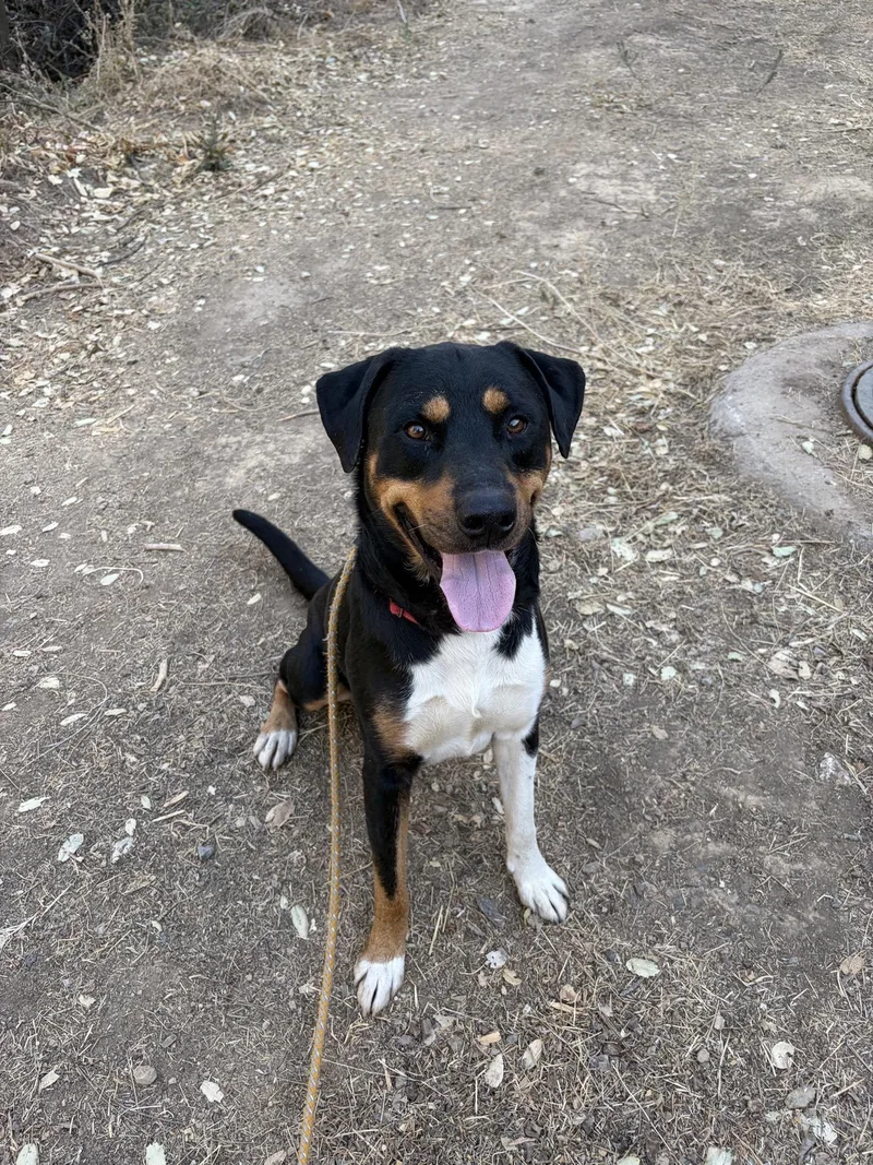 An adult large-sized male Tricolor (Brown, Black, & White) Hound dog named Bubba for adoption in Sonora, CA