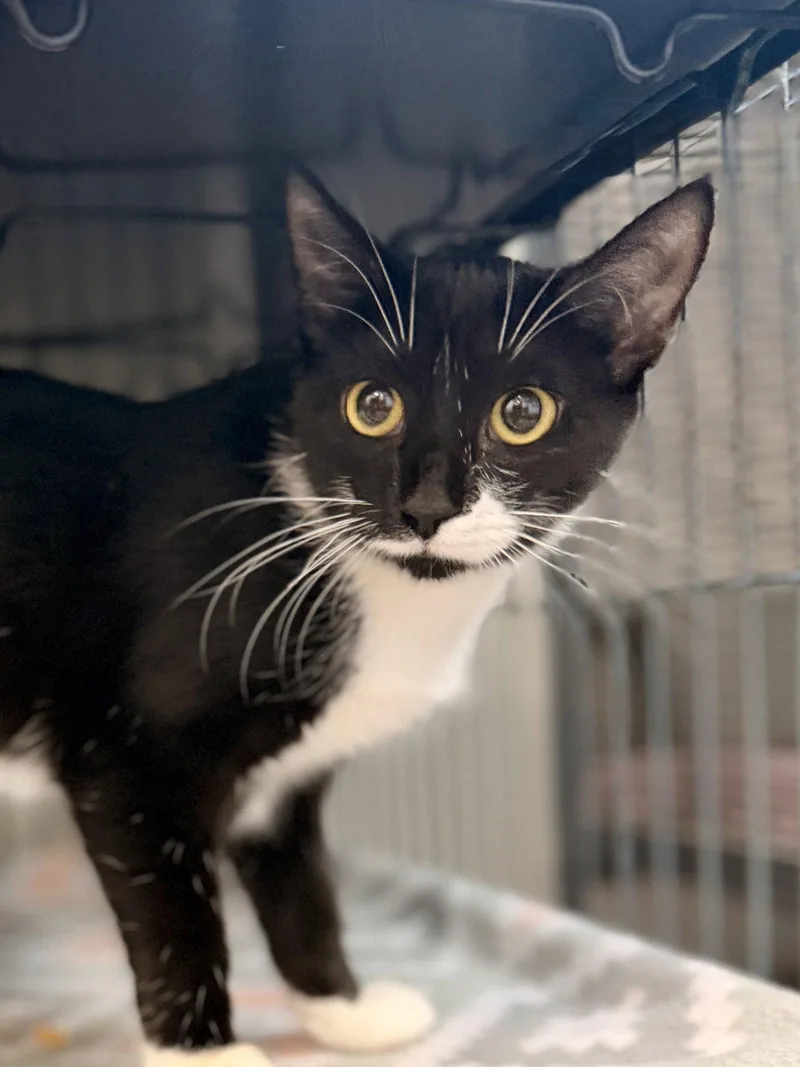 A baby medium-sized female Domestic Short Hair cat named Cheese for adoption in Sanford, FL